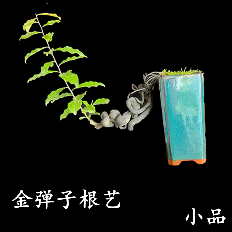 精品小品金弹子根艺悬崖新奇好看