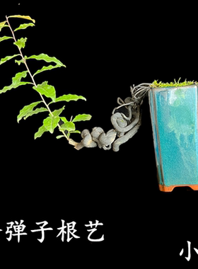 （301-350）微型金弹子禅意悬崖好看弯根艺掌中宝小盆栽原生母