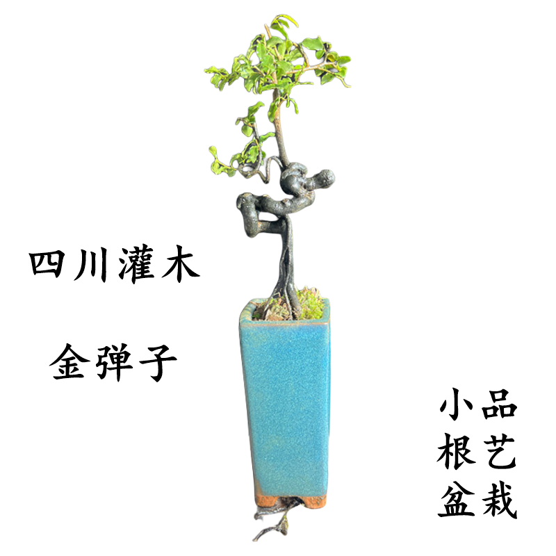 悬崖根艺金弹子精品造型新奇美观