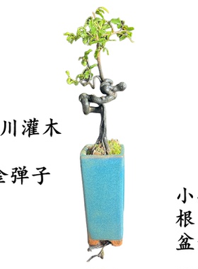 (201-250)金弹子一物一拍微型悬崖造型好看精品弯根艺掌上弯根艺