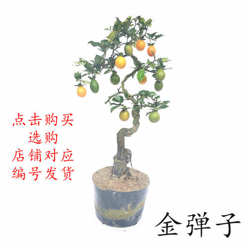 金弹子观果好看根艺悬崖精品造型