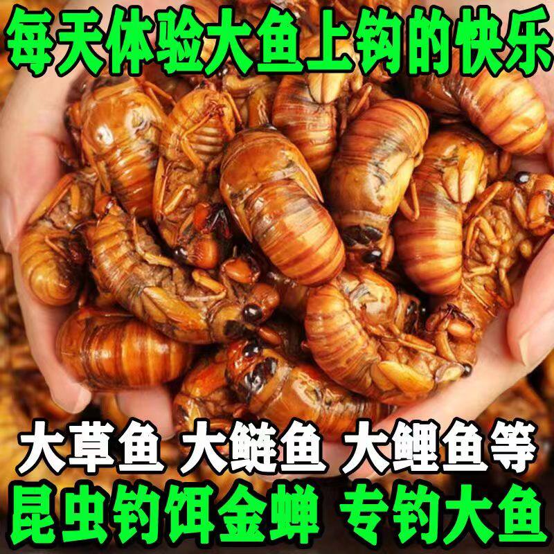 【专钓大物虫饵】新鲜知了猴当速冻金蝉鲜活蚕蝉蛹爬叉猴大鱼饵料