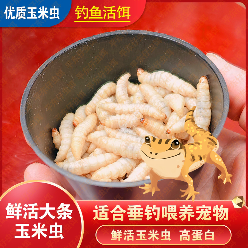 【小号玉米虫喂蜥蜴】玉米虫活体饲料活虫饵料爬宠蜥蜴鬃狮蜥食物