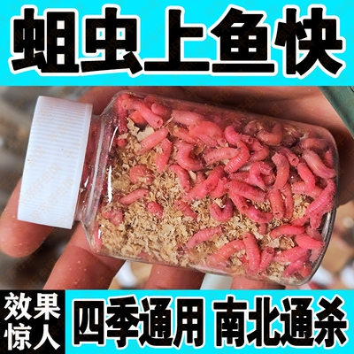 【赔钱冲量夏季款】优质红蛆虫肉蛆野钓狂拉白条黄颡鱼小石斑活饵