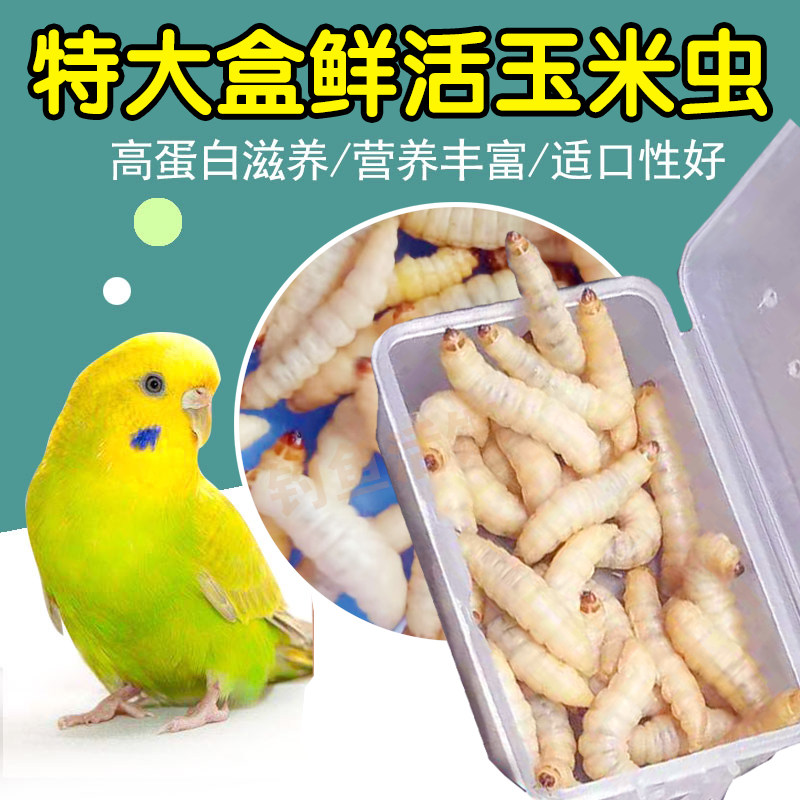 葡萄鸟富含蛋白质营养活力足图片