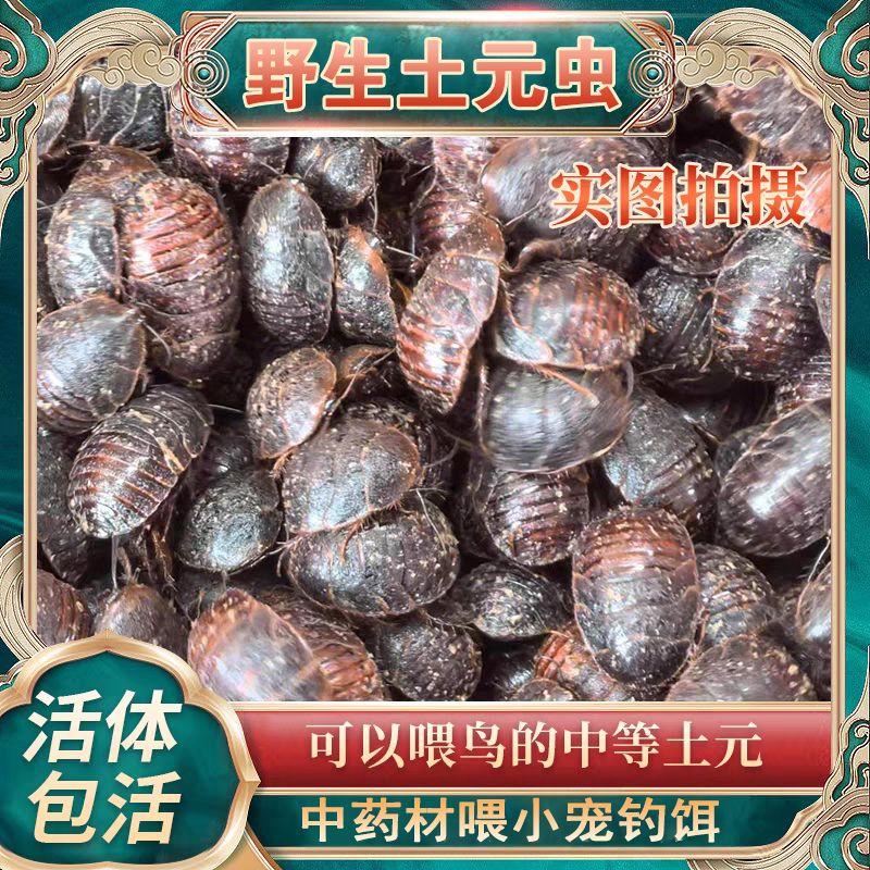 野生土元活土元虫土鳖虫药材鲜活土元中药材喂小宠鸟类钓鱼活虫饵
