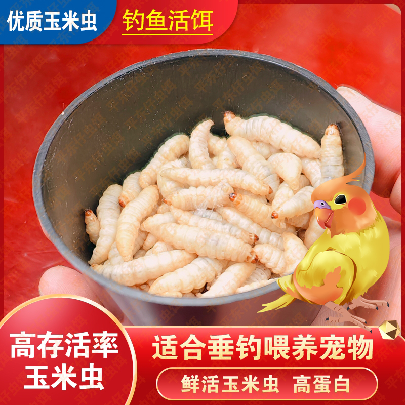 小号玉米虫喂鹦鹉画眉鸟活体饲料