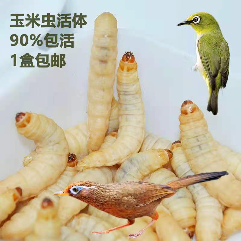 鲜活玉米虫饵喂鹦鹉粮食喂鸟食物活体昆虫饵料画眉粮鸟粮鸟食活虫