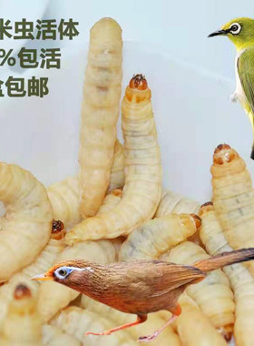 鲜活玉米虫饵喂鹦鹉粮食喂鸟食物活体昆虫饵料画眉粮鸟粮鸟食活虫