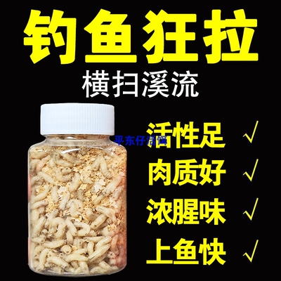 【赔钱冲量夏季款】钓鱼活蛆虫鲜活红蛆白蛆野钓鲫鱼公鱼石斑饵料