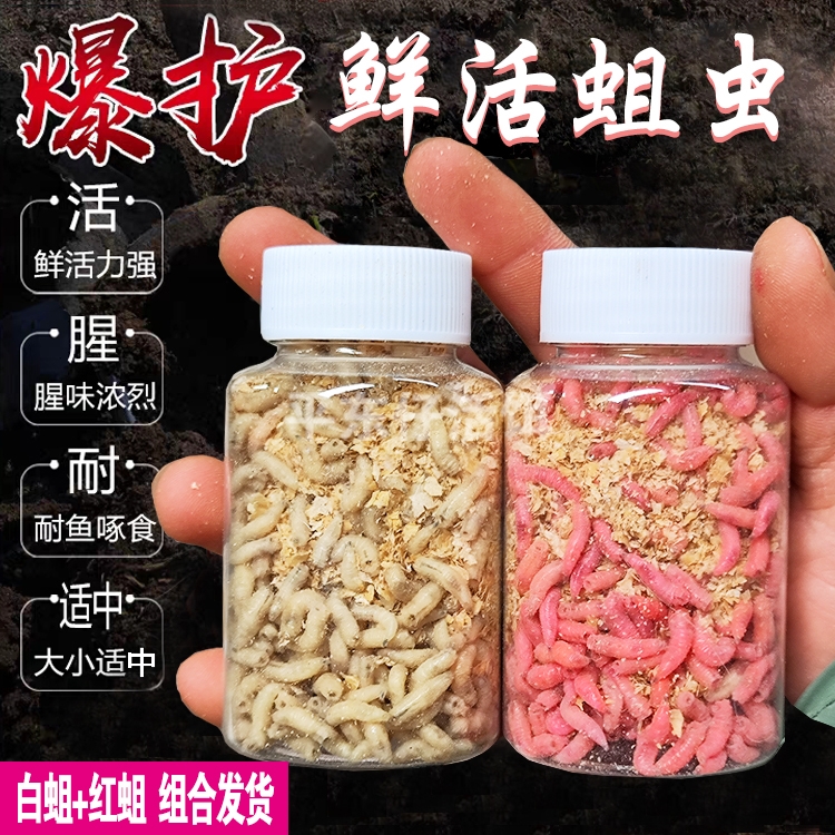 蛆虫活虫钓鱼肉蛆白蛆红蛆组合鱼食活饵牙子蛆鲜活鱼饵黑坑野钓饵