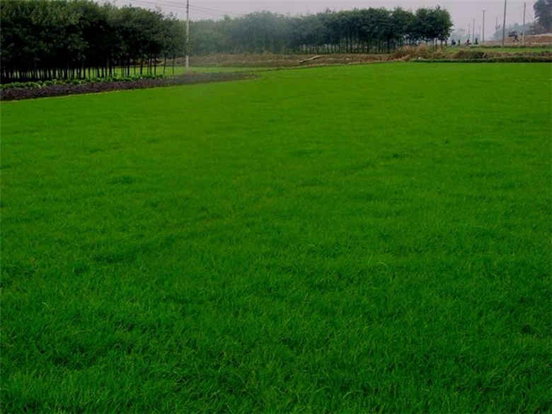 草地早熟禾 草坪种子 四季青草种子 草坪草种一斤30元