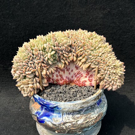 星星珍妮树朵朵缀