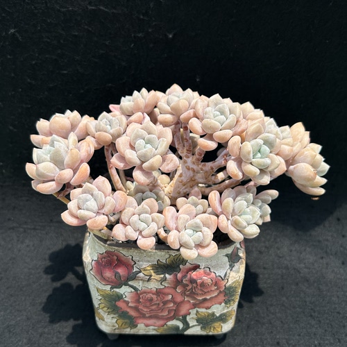 克洛伊朵朵小树