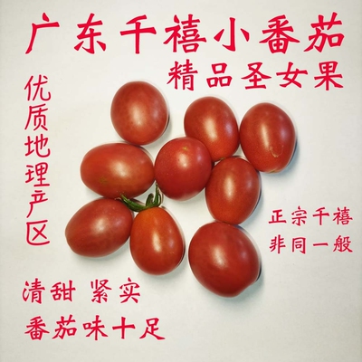 广东湛江电白千禧圣女果清甜爆汁
