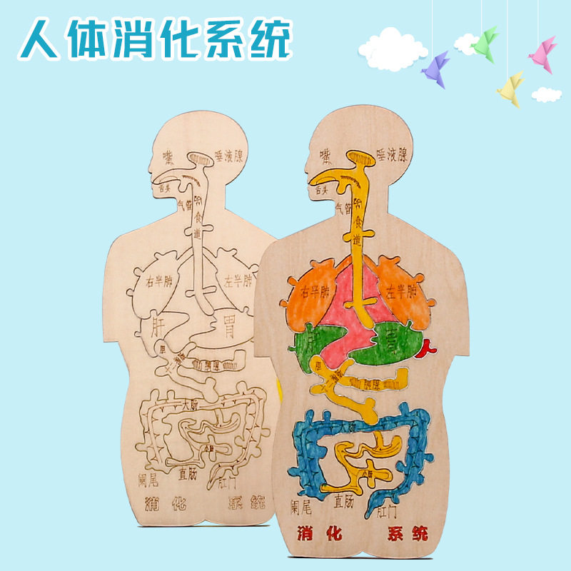 人体消化系统木质趣味人体器官认知模型科技小制作手工diy材料包,玩具/童车/益智/积木/模型,儿童仿真医学玩具,淘宝优惠券,粉丝福利购,淘宝优惠卷