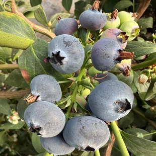 大凉山会东花香蓝莓现摘现发顺丰到家