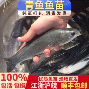 特大青鱼苗螺蛳青鱼黑鲩鱼乌青灰草鱼螺丝青鱼苗养殖淡水打氧包活