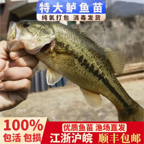 鲈鱼苗活体加州鲈鱼淡水养殖鱼苗