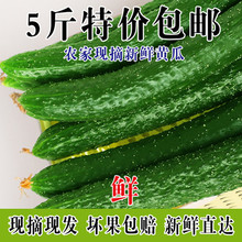 农家现摘新鲜蔬菜黄瓜天然应季水果黄瓜脆嫩带刺青瓜5斤装包邮