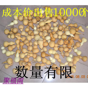 费 免邮 饰品 天然压腰小葫芦学生用道具有瑕疵清仓处理适合彩绘烙画装