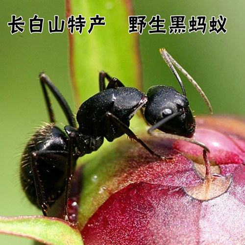 东北黑蚂蚁 整蚂蚁大黑蚂蚁蚁酸充足半干蚂蚁 250g包邮