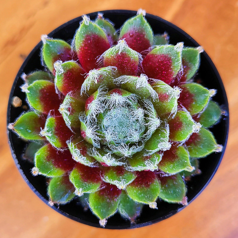 壹分皿 大红卷绢多肉植物室内绿植盆栽花卉小盆景长生草阳台肉肉