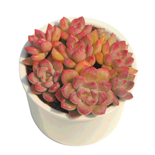 壹分皿璀璨多肉植物单头群生好养花卉绿植盆栽精品萌肉办公室趣味