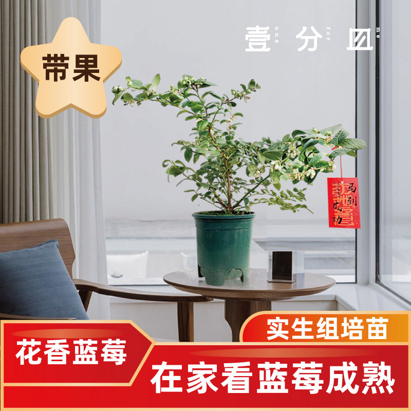 壹分皿 蓝莓树果苗盆栽花香大果带果带土发货种苗树苗南北方果树