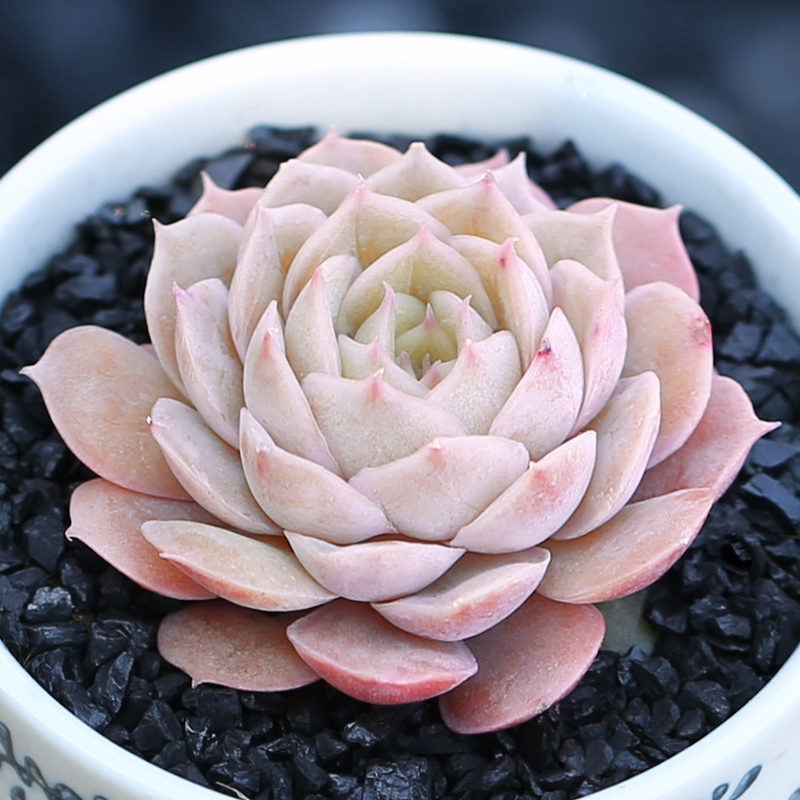 壹分皿多肉植物昂斯诺绿植阳台