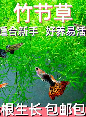 水草印度小竹节草新手好养耐活懒人阴性水草鱼缸装饰造景净化水质