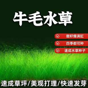 生态鱼缸专用水草种子四季养鱼速成草坪造景大小对叶牛毛草籽套餐