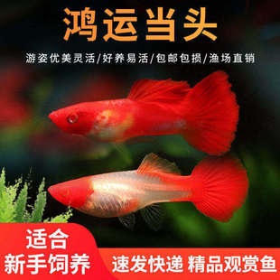 精品临产孕母鸿运当头孔雀鱼可繁殖种鱼成鱼胎生鱼观赏鱼热带鱼