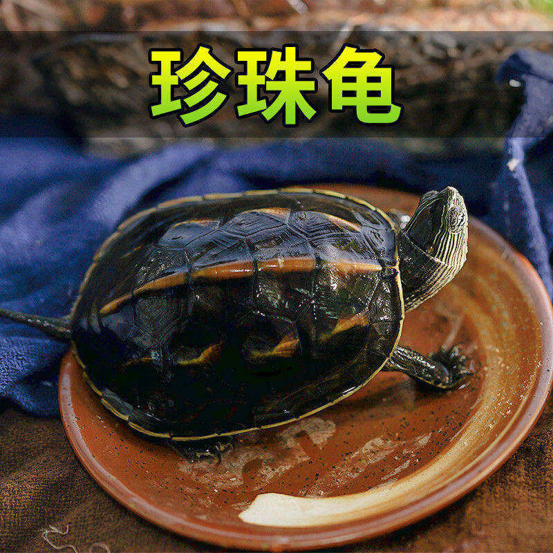 花龟苗小乌龟活体珍珠龟宠物水龟花杂草观赏龟六线中华草龟活物