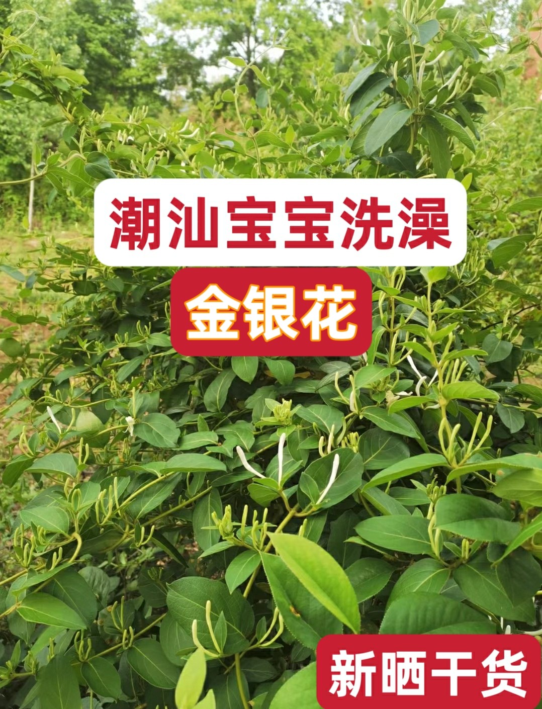 金银花藤婴儿洗澡药包儿童湿疹中药材宝宝泡澡包药去痱子中草药