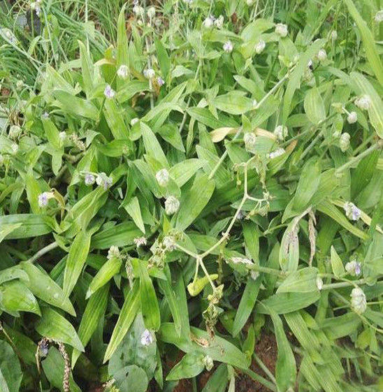 狮子草新鲜化核草 痰火草 围夹草 潮汕白兰 大苞水竹叶 中草药