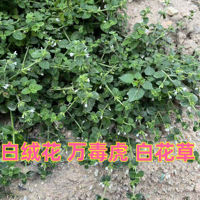 白花茶匙红 塔仔草 老虎花 节节花 白绒草 万毒虎中药材包邮