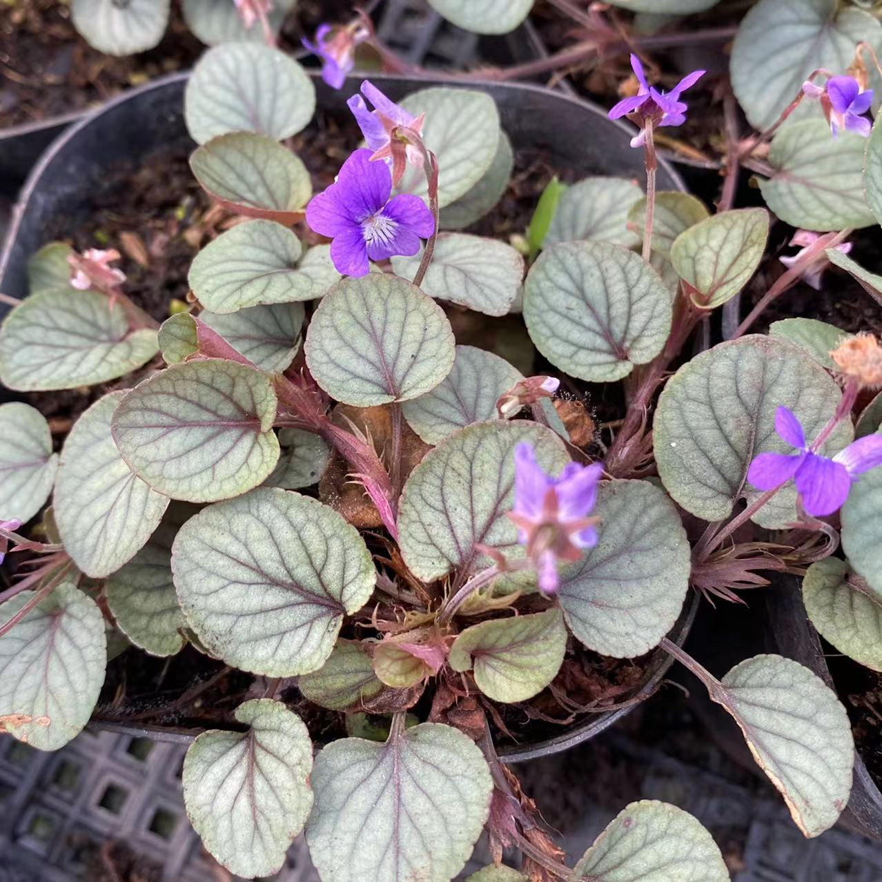 堇菜合集新品银宝石堇菜多年生易匍匐生长阳台庭院植物