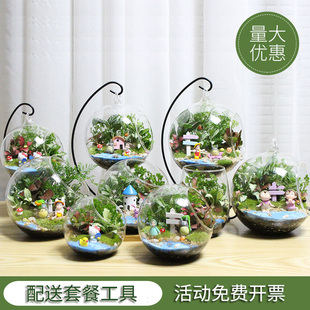 迷你盆栽 DIY植物 苔藓生态瓶 生日礼物 包邮 微景观 创意植物