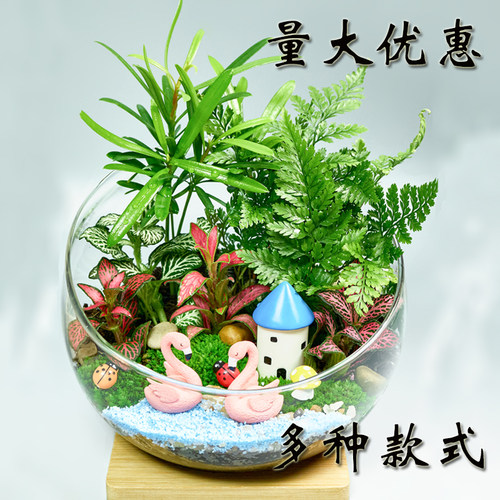 一生态瓶微景观迷你绿植