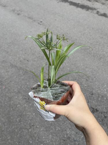 山野草庭院花园好看漂亮