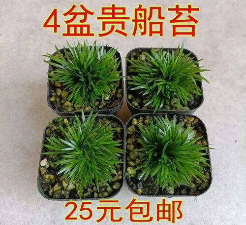 菖蒲庭院花园好看漂亮