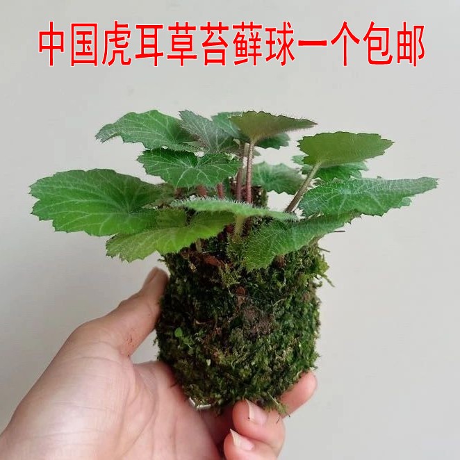 盆栽山野草好看庭院花园美丽