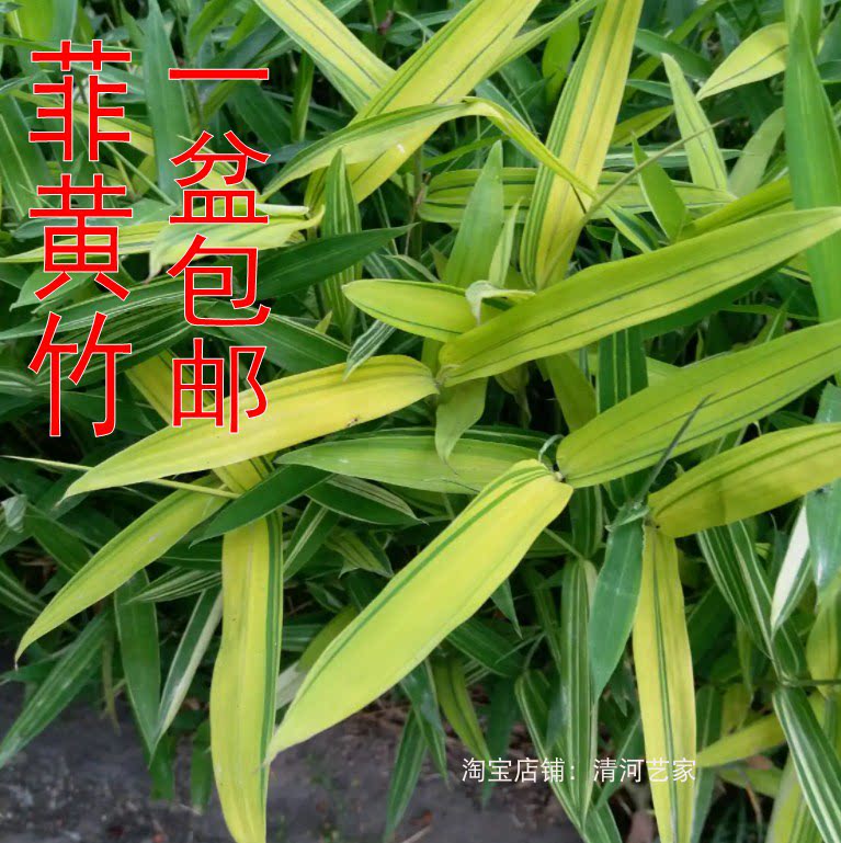 菲黄竹一盆包邮矮形竹子盆景迷你山野草盆栽禅意茶室室内绿植