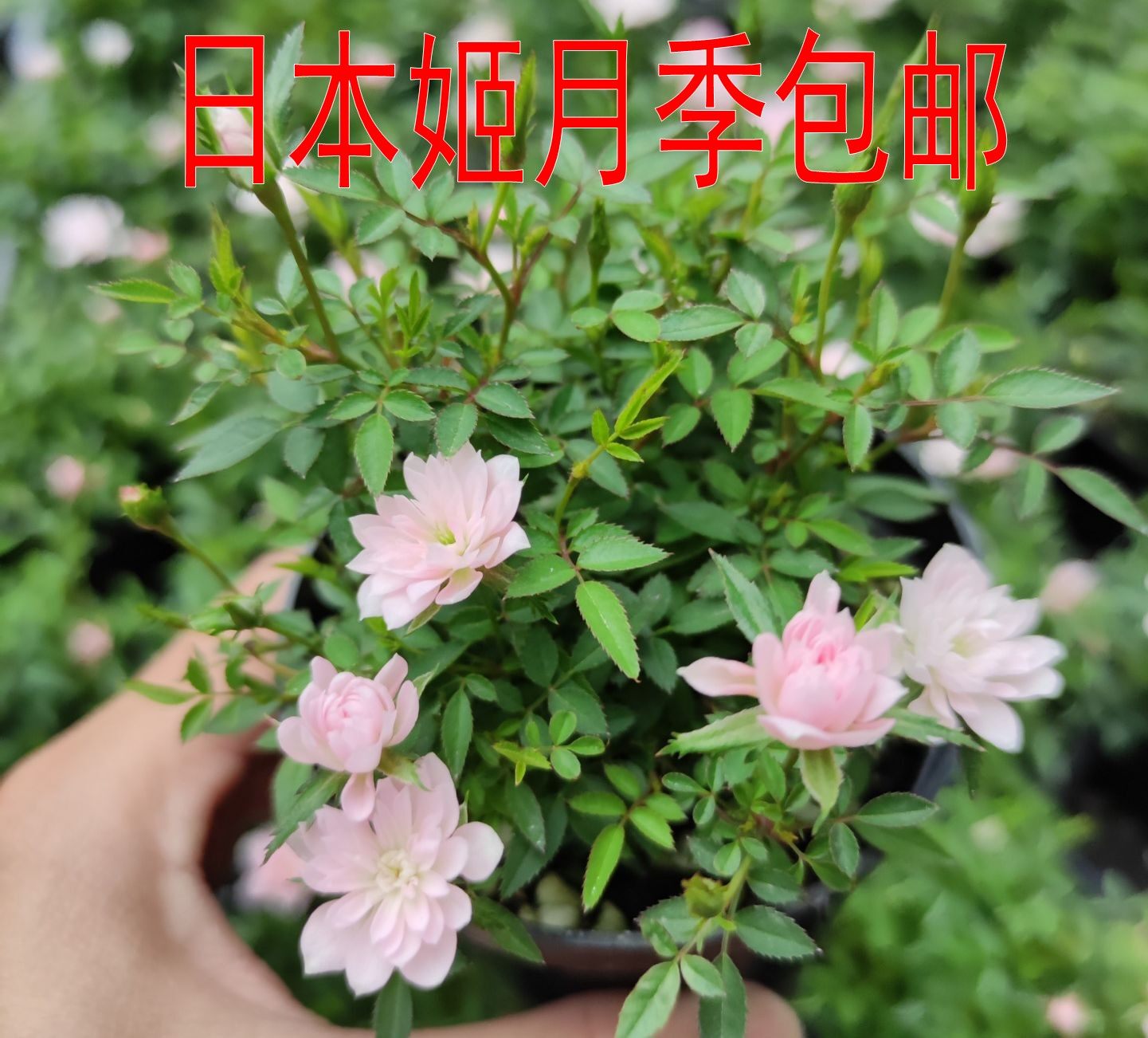 【日本姬月季1盆包邮】山野草盆栽超微月季盆景迷你小花四季开花