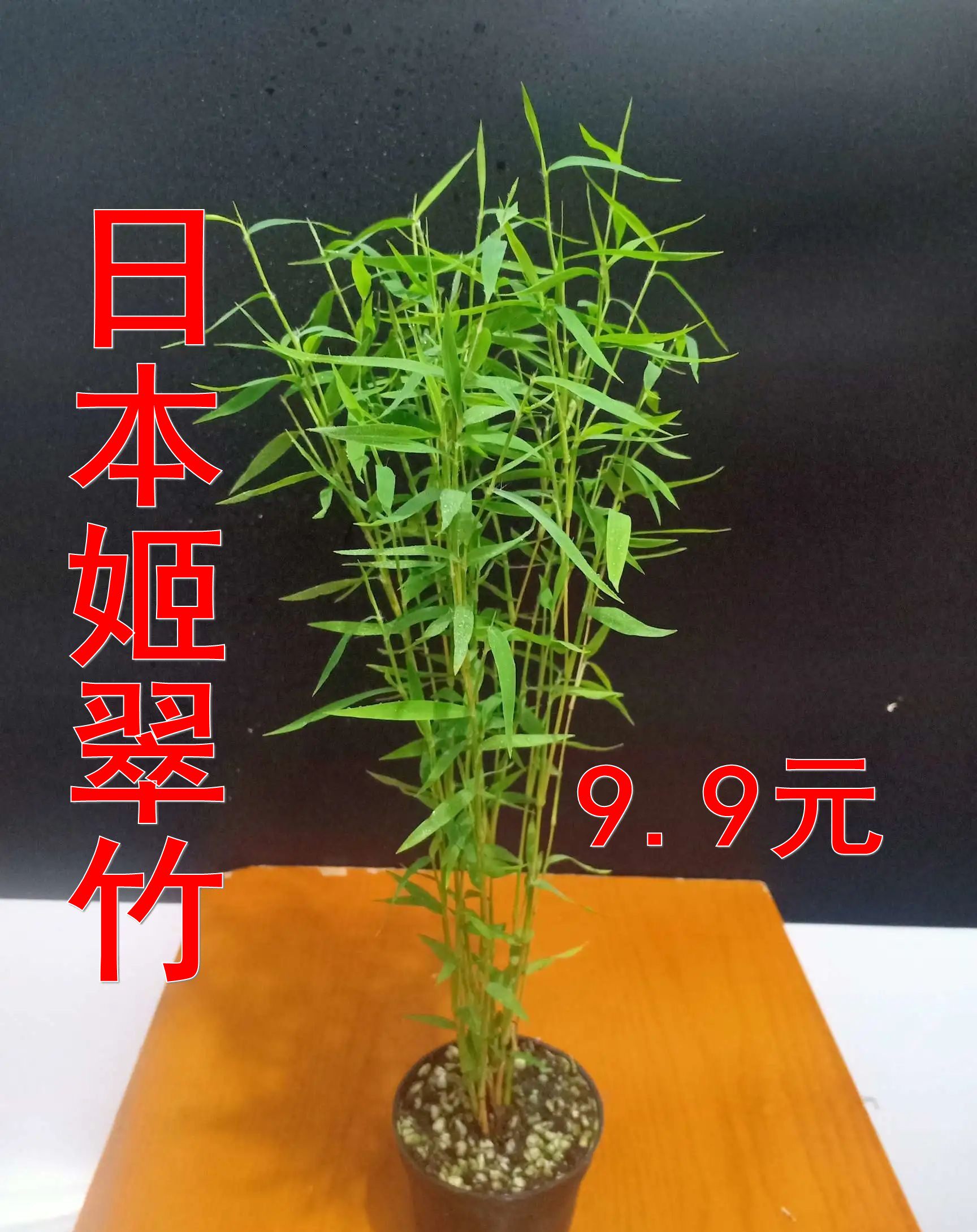 小竹子,小竹子小型,矮小型竹子品种_文秘苑图库