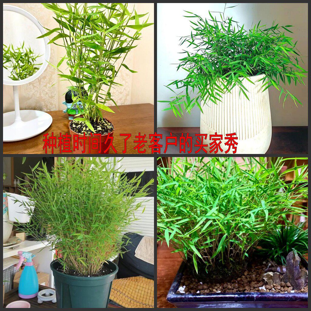 【姬翠竹一盆特价限时秒杀】迷你小竹子盆景茶室绿植山野草盆栽