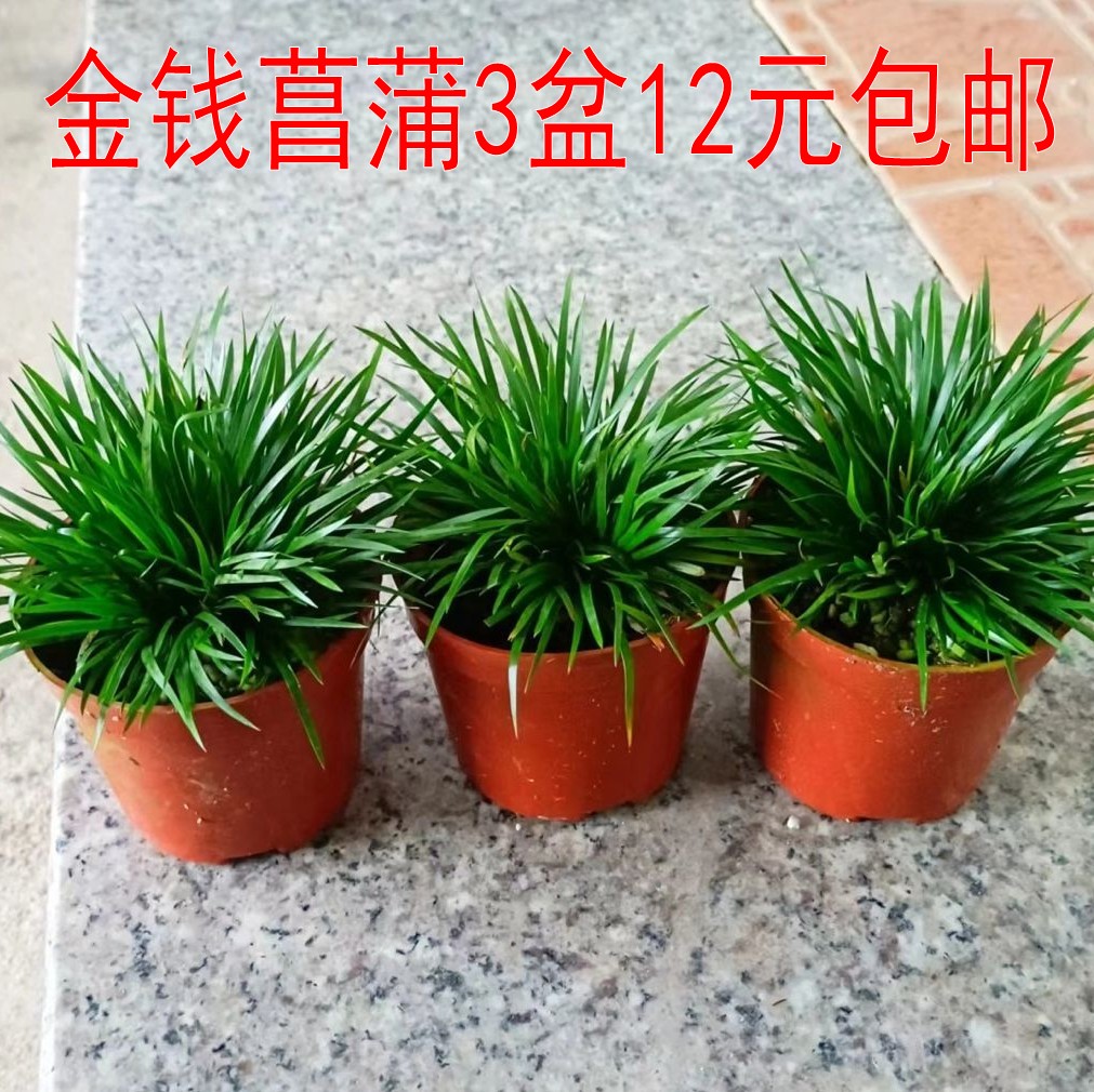 金钱菖蒲3盆包邮【特价】蒲草微型盆景绿植盆栽假山草水陆缸素材-封面