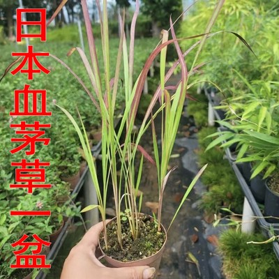 山野草庭院花园好看漂亮