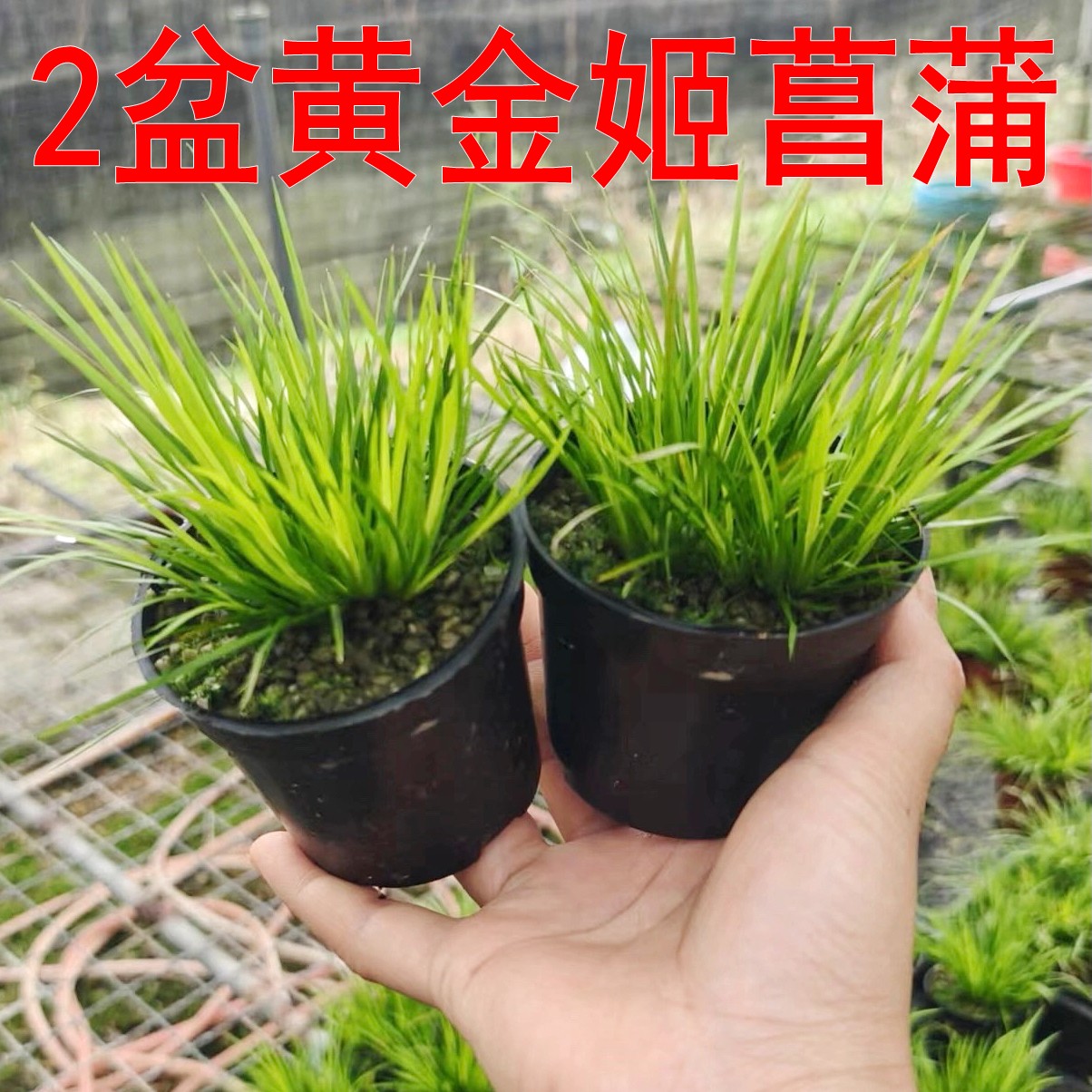 菖蒲庭院花园好看漂亮